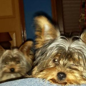 Meet your Posher, Patsy